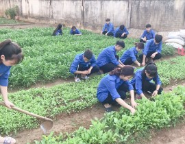 Mô hình "Vườn rau sinh thái"
